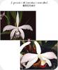 Cattleya perrinii coerulea x semi alba